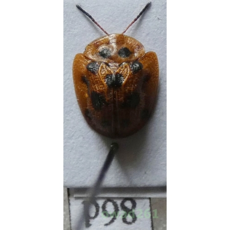 Cassidae sp. Philippines86d